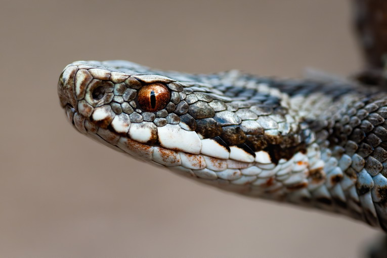 Multa da 4.500 euro per detenzione illegale di animali esotici