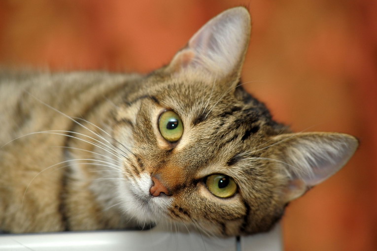 Gatti scomparsi a San Marino, cresce l’allarme: AIDAA e APAS chiedono indagini approfondite